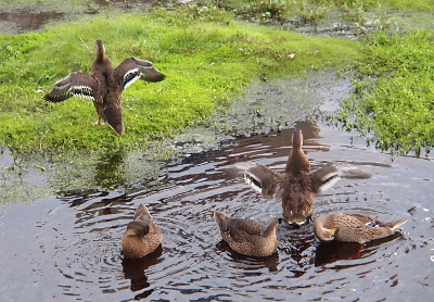 [One duck in the grass and one in the water, both with their backs to the camera, are stretching their wings. At the end of the brown is a row of white then one of dark blue and then another row of white. Gaps are visible between the feathers.]